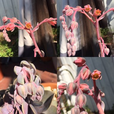Echeveria Perle Von Nurnberg