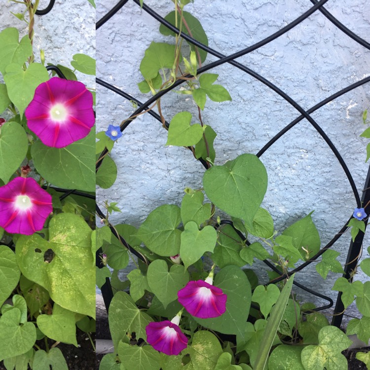 plant image 965048