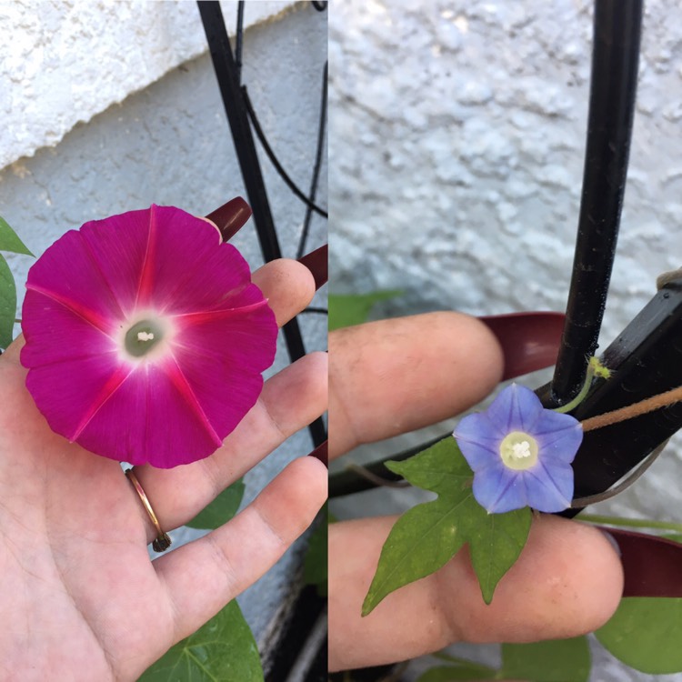 plant image 965049