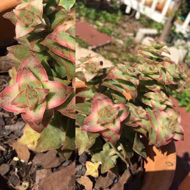 Crassula Perforata subsp. Perforata