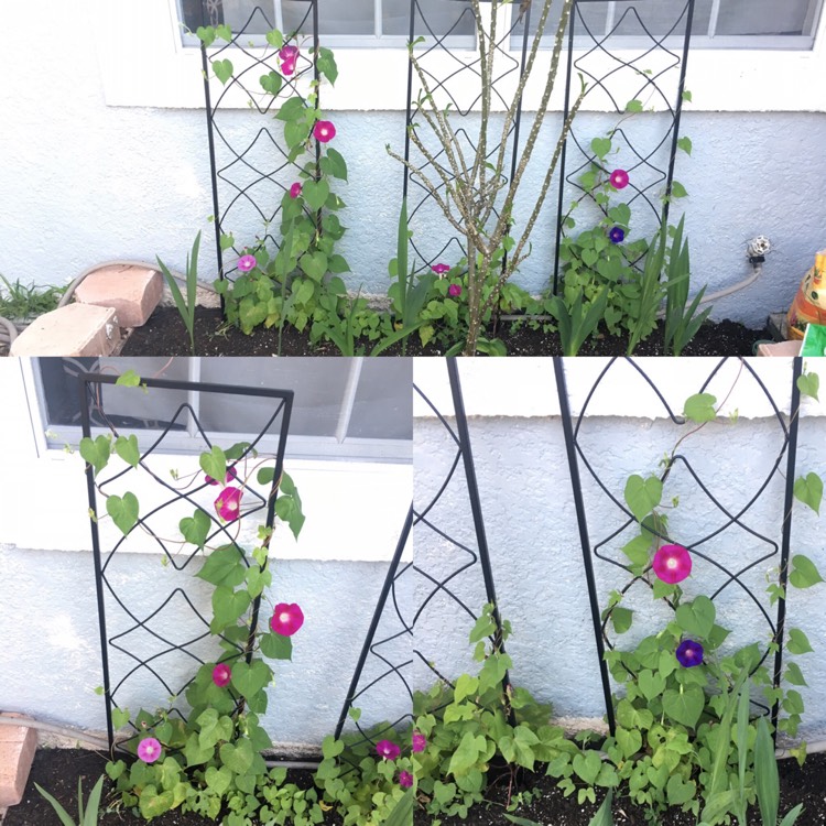 plant image 968915