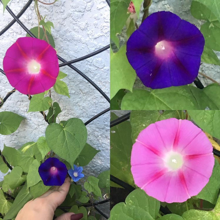 plant image 968917