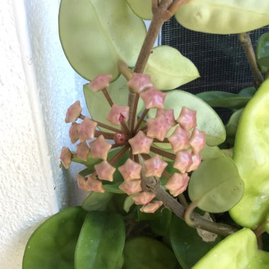 Hoya Carnosa 'Krinkle 8'