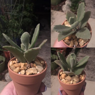 Kalanchoe Beharti