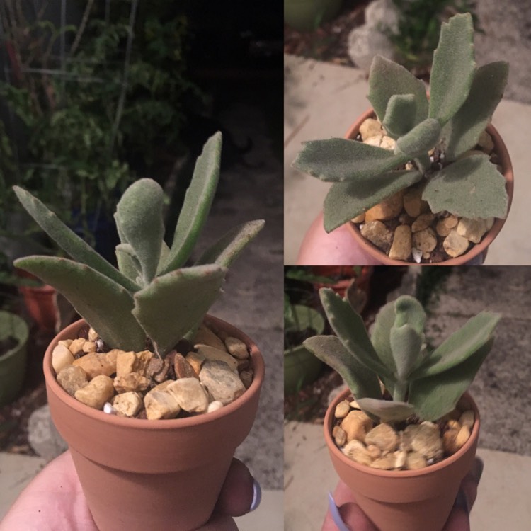 Plant image Kalanchoe Beharti