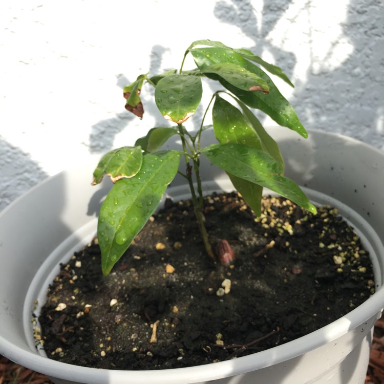 plant image 982246
