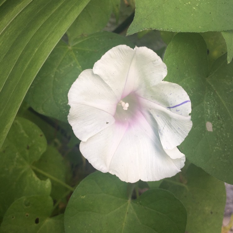 plant image 982250