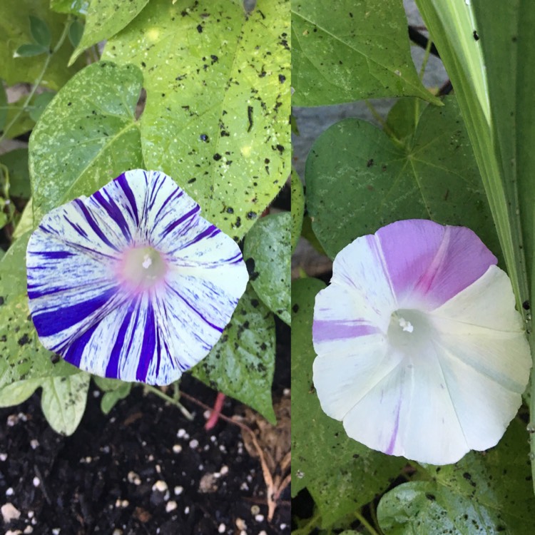 plant image 994009