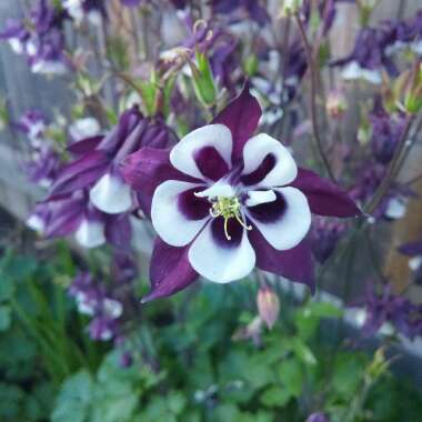 Aquilegia