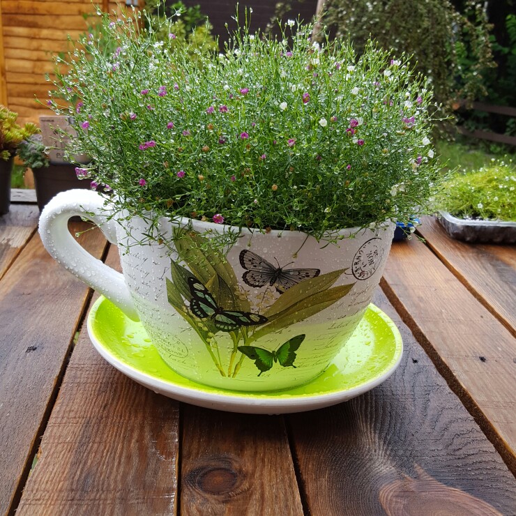 Plant image Gypsophila