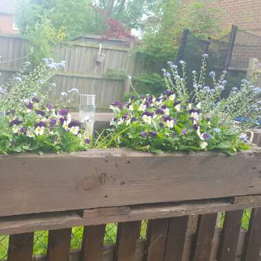 Dawn's garden