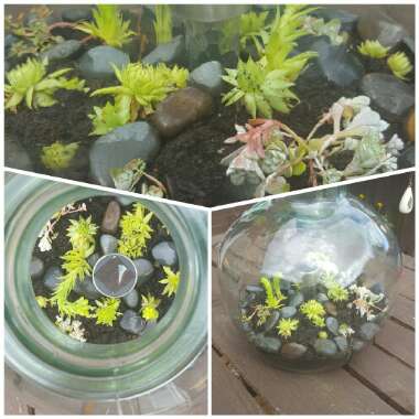 Dawn's garden