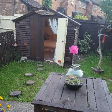 Dawn's garden