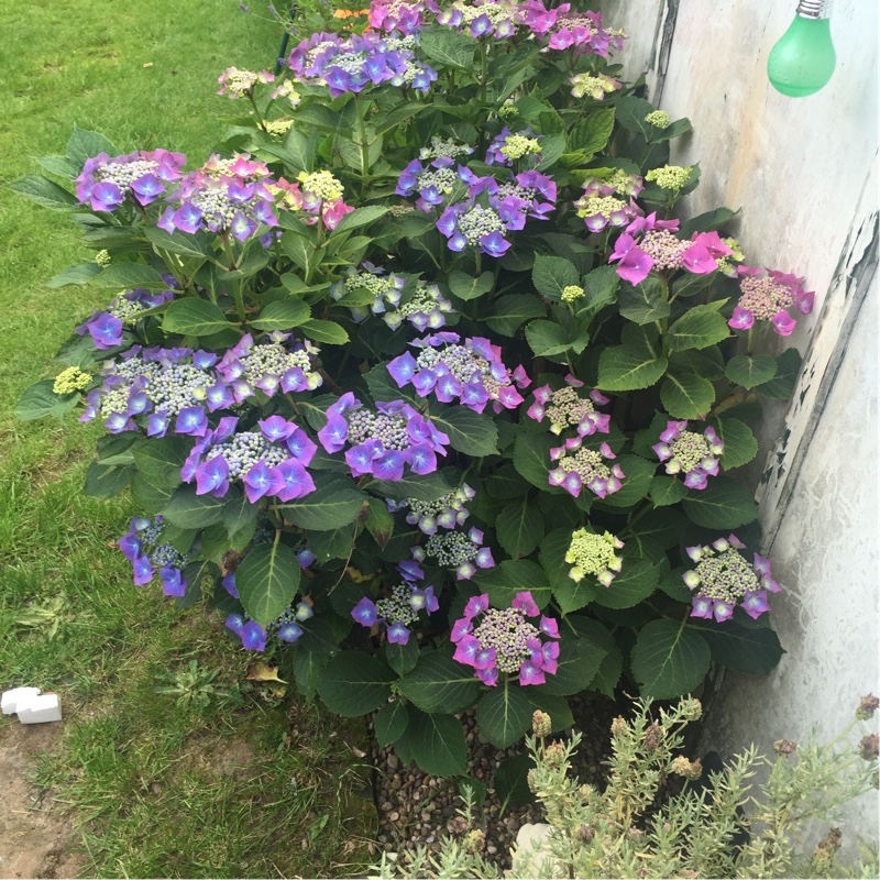 Hydrangea