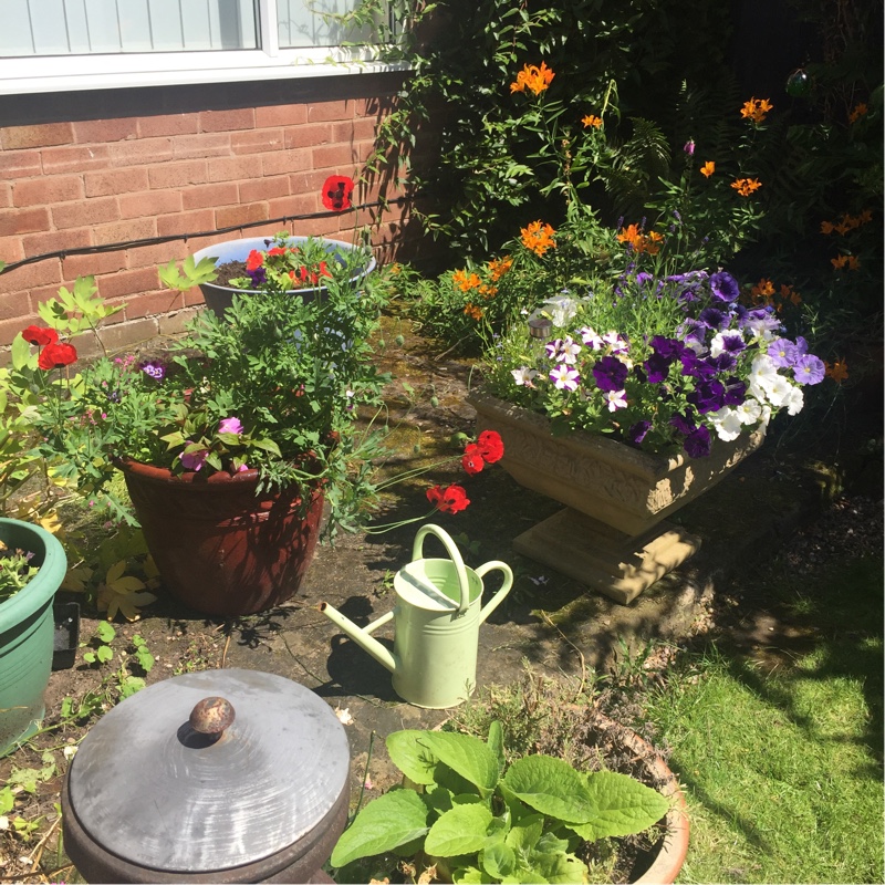 Rob's garden