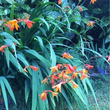 Rob's garden