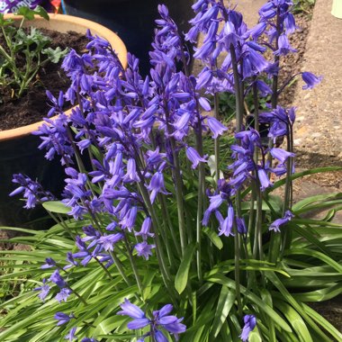 Rob's garden