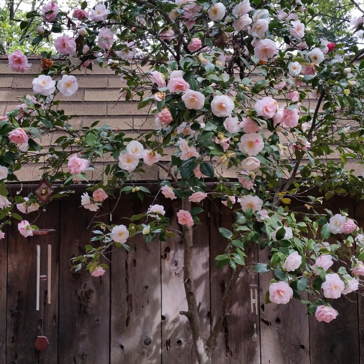 Plant image Camellia japonica 'Mark Alan'