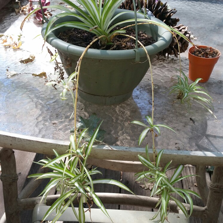 plant image 180003