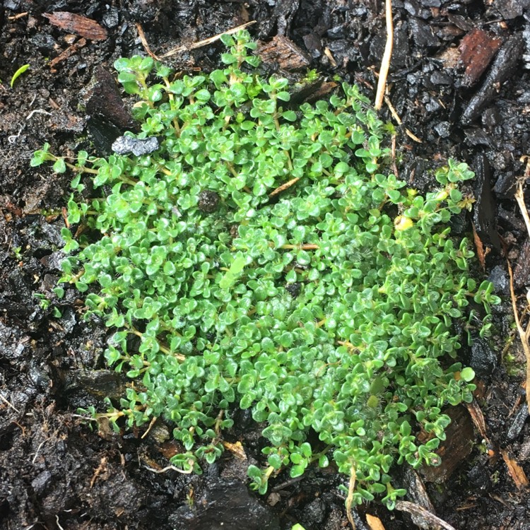 Plant image Thymus Serpyllum 'Elfin'