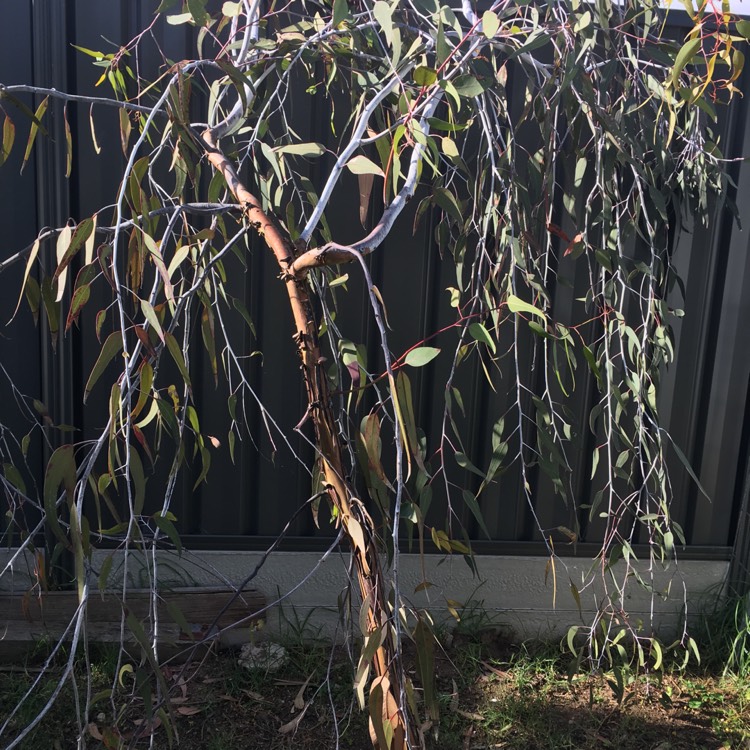 Plant image Eucalyptus caesia 'Silver Princess'