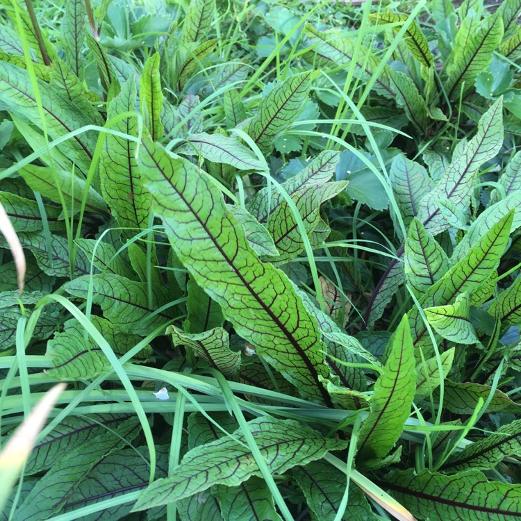plant image 892048