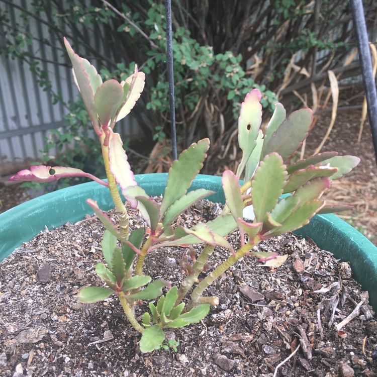 plant image 907478