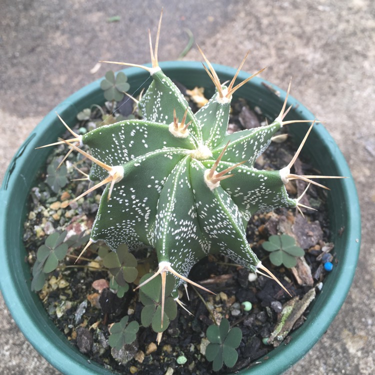 Plant image Astrophytum capricorne var. minor