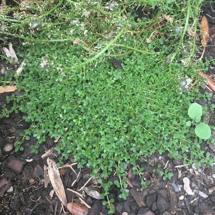 Plant image Thymus Serpyllum 'Elfin'