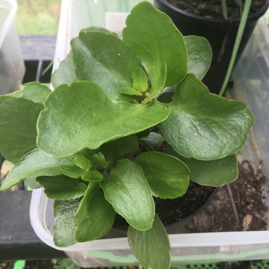 Kalanchoe 'Blossfeldiana'