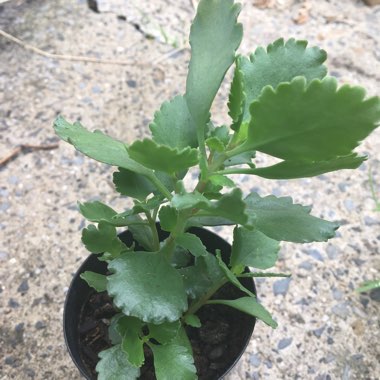 Kalanchoe