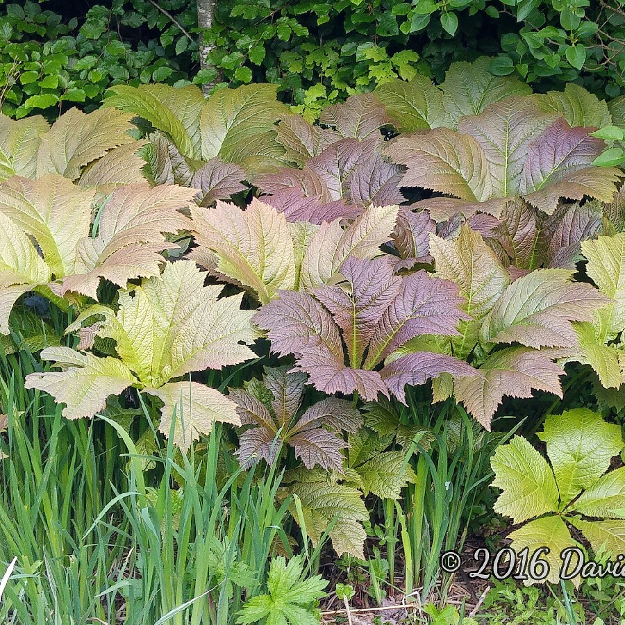 plant image 105679 plant image 105679