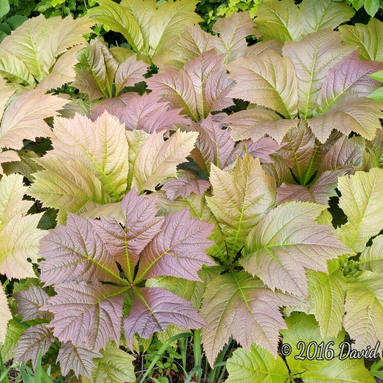 plant image 105687 plant image 105687