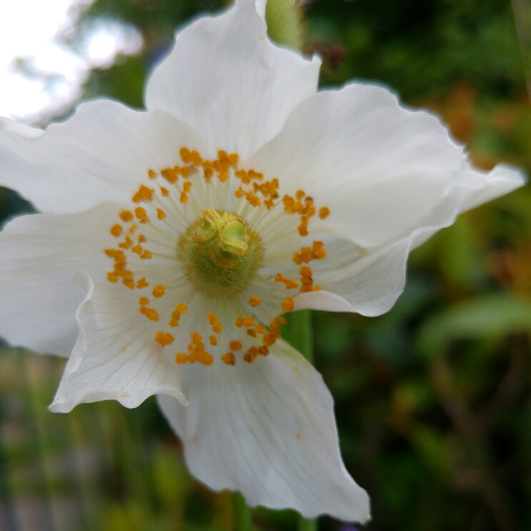 plant image 134278