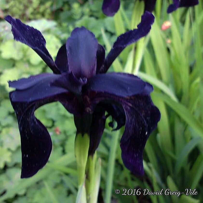 Plant image Iris chrysographes Black-Flowered syn. Iris chrysographes Black-form