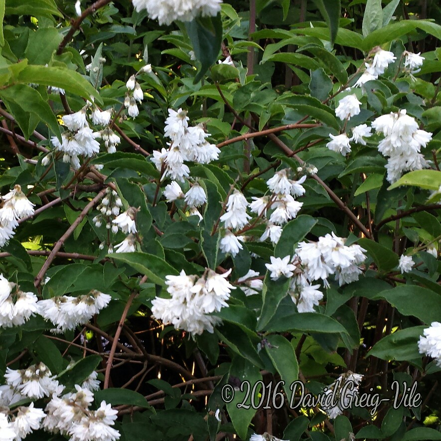Plant image Philadelphus 'Manteau d'Hermine'