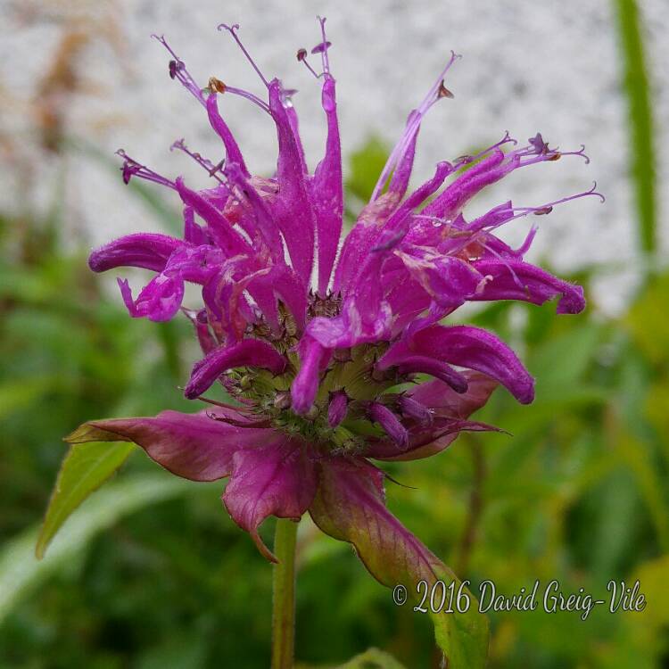 plant image 215336