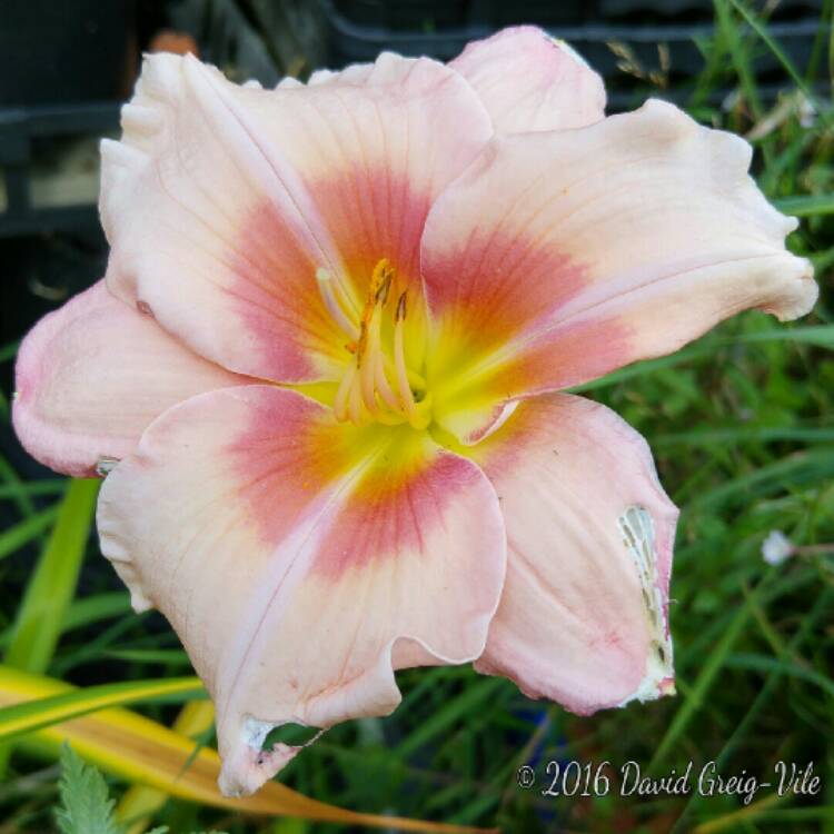 plant image 221168