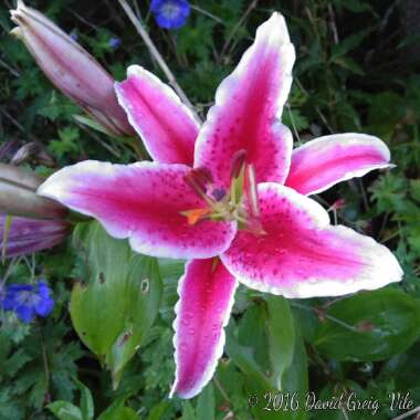 Lilium 'Star Gazer' syn. Lilium 'Stargazer'