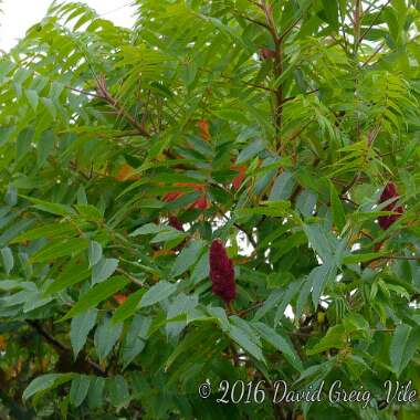 Rhus typhina 'Dissecta'