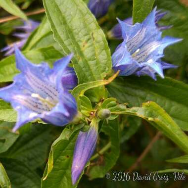 Gentiana asclepiadea