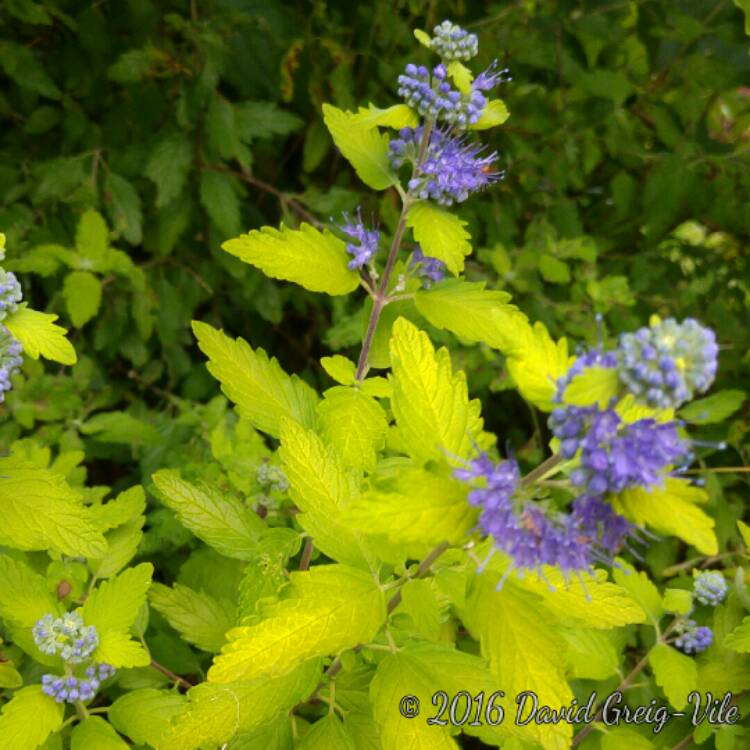 plant image 234932