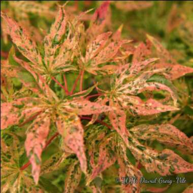 Acer Palmatum 'Ukigumo'