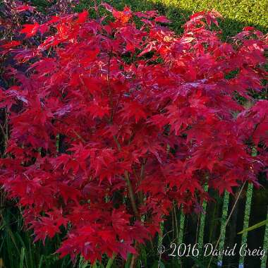 Acer palmatum 'Bloodgood'
