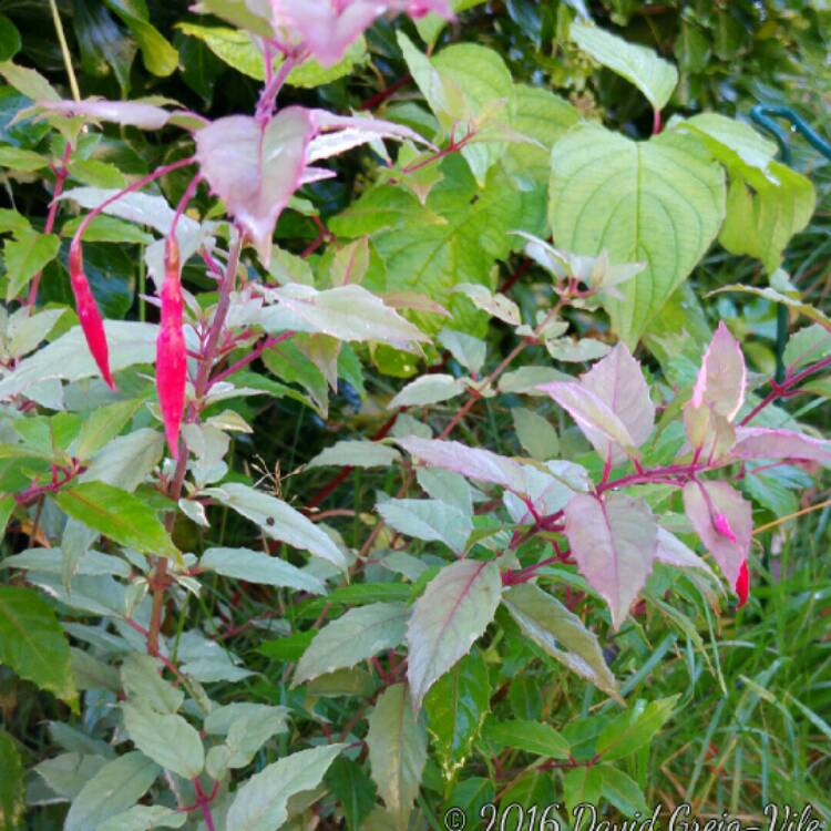 Plant image Fuchsia magellanica 'Versicolor'
