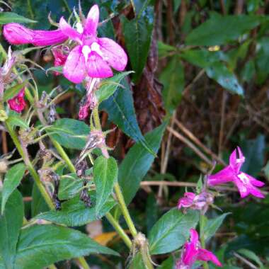 Lobelia x speciosa 'Pink Elephant'