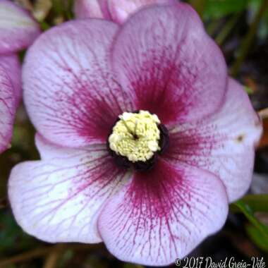 Helleborus 'Washfield Queen' (Queen Series)