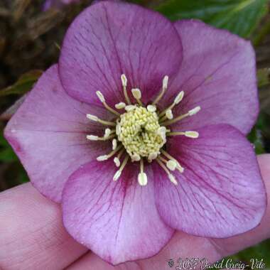 Helleborus x hybridus