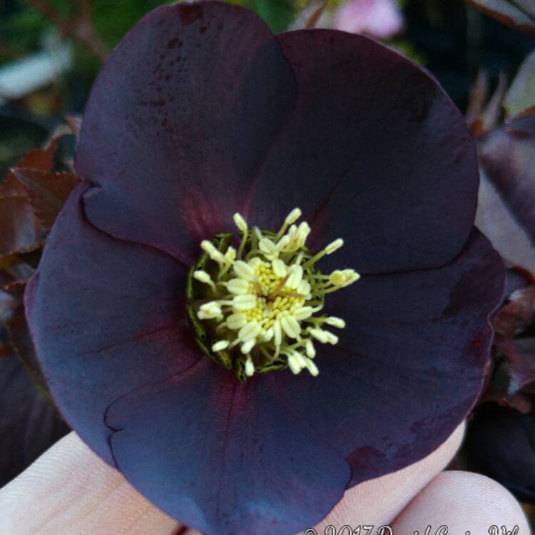 Plant image Helleborus x hybridus 'Blue Metallic Lady' (Lady Series)