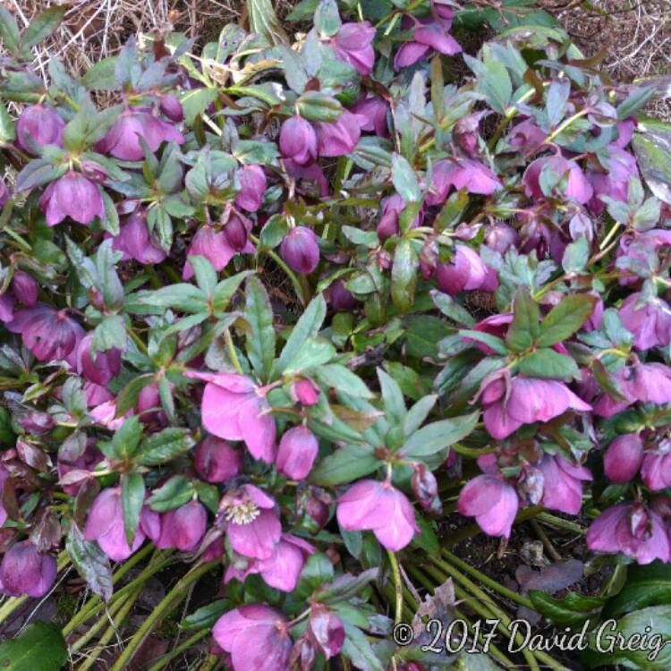 plant image 337416 plant image 337416